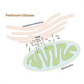 Mitochondria and Endoplasmic Reticulum Dysfunction in Parkinsonâ€™s